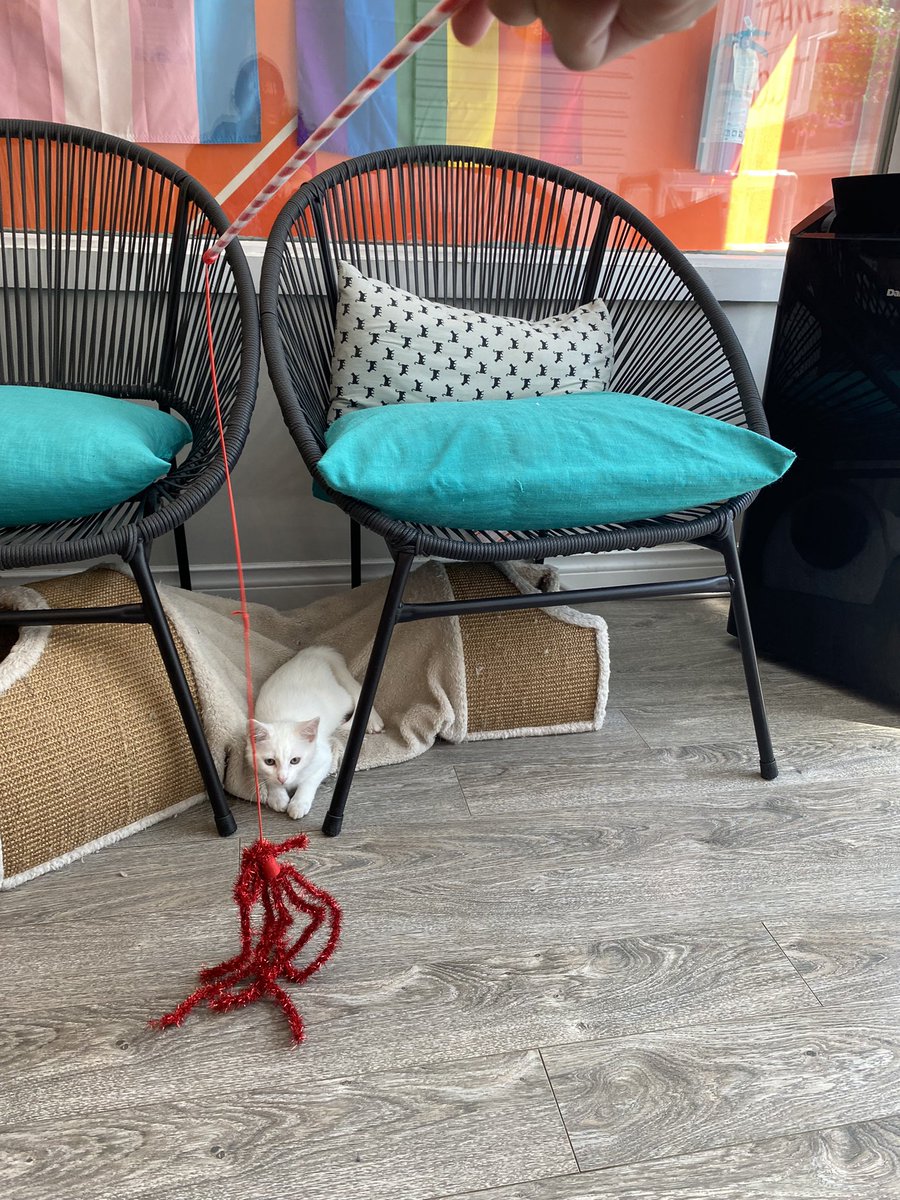 sassy_girl1000's tweet image. Went to a cat cafe today 🐾🐾