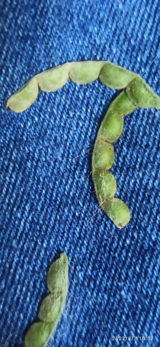 Azury Chamah tweet media