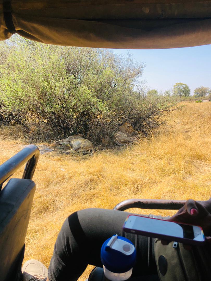 leatile___'s tweet photo. Moremi Game Reserve day trip with the girls yesterday...it can't be the same without seeing lions 😁😁
#iponeleLions 
#IponeleLefatshe
#okavangodelta
#ilovebotswana https://t.co/M3hq7R0ovP