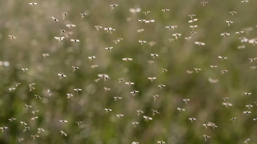 nongmoreport's tweet photo. The EPA approved plans from biotech company Oxitec, to release billions of #geneticallyengineered mosquitoes in FL &amp; CA in order to fight mosquito-borne diseases. They'll release 2.4 billion mosquitos in two periods between 2022-2024. What could go wrong? https://t.co/rCfful4kd9 https://t.co/AVg8nJbu9F