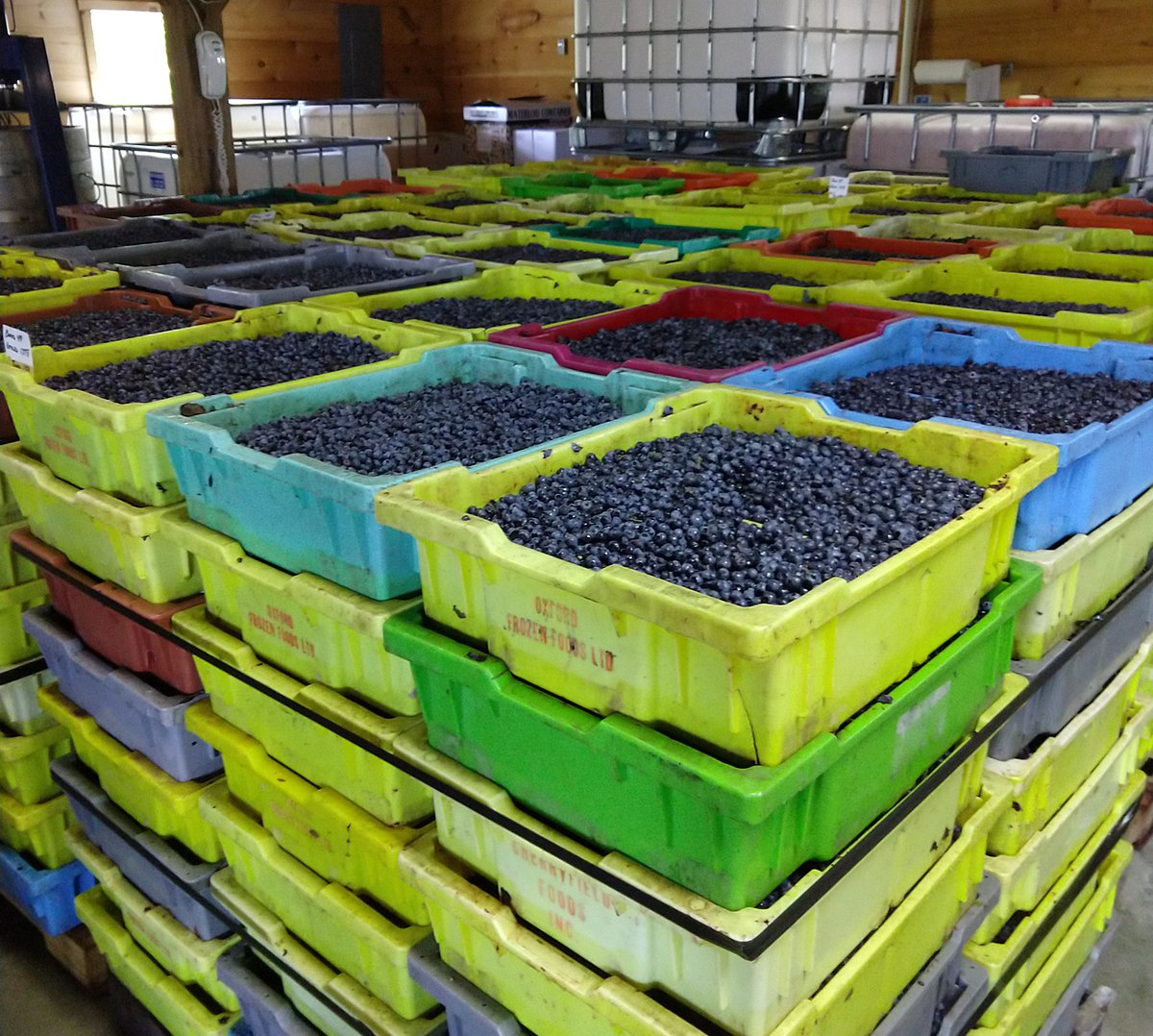 Sweetgrass uses over 70,000 lbs. of local fruit and grain each year in making our 18 wines and spirits.  Here's what 10,000 lbs. of Maine wild blueberries look like waiting to be crushed.

<a href="/wildblueberries/">The Caviar of Maine</a>
#drinklocal #wildblueberryweekend #mainelife #visitmaine #visitportland