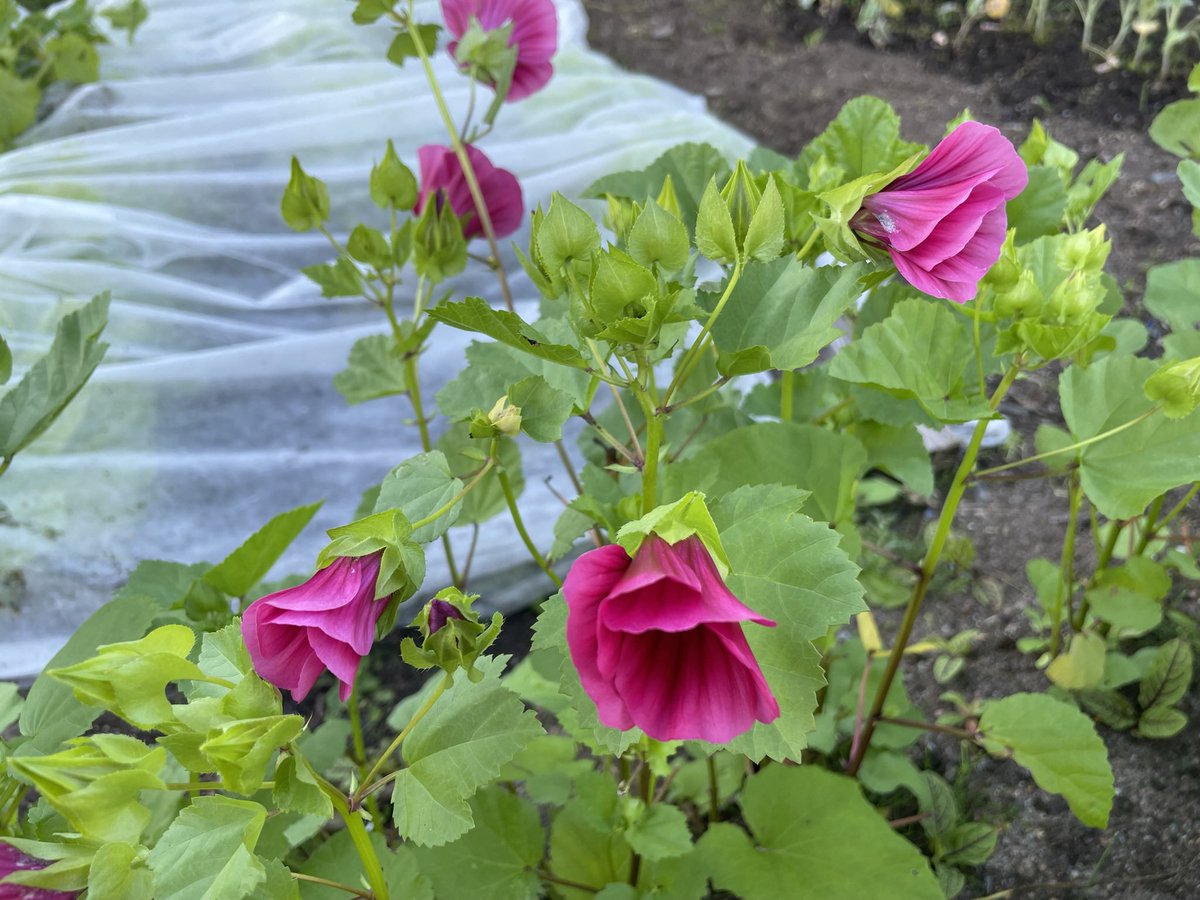 HeliVuori's tweet photo. Pinaattia istutin uudelleen juuri, koska se meni ”parempiin suihin” jo lähdössä. Samoin tämä maloppi näyttää pupulle tai peuralle maistuvan. Eka satsi nuppuja meni, toiset ehtivät kukiksi, mutta maistuvat näköjään nekin.
#buffanpitäjä #palsta https://t.co/JfsWFE3Wq2