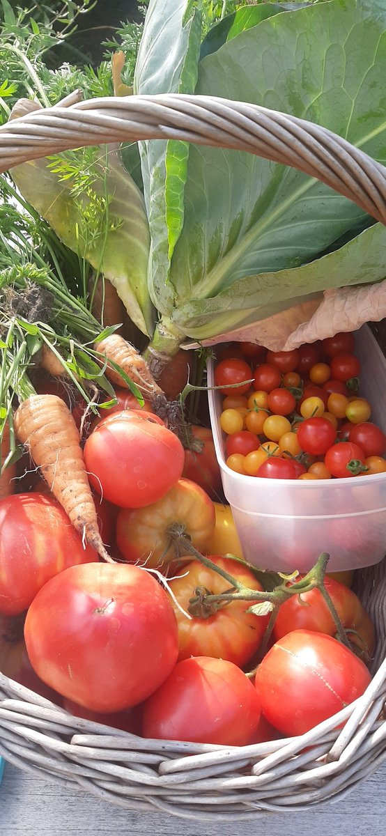 Jammer dat een mooi moestuintje in drie weken afwezigheid zo'n choas kan worden. Gelukkig viel er wel genoeg te oogsten.