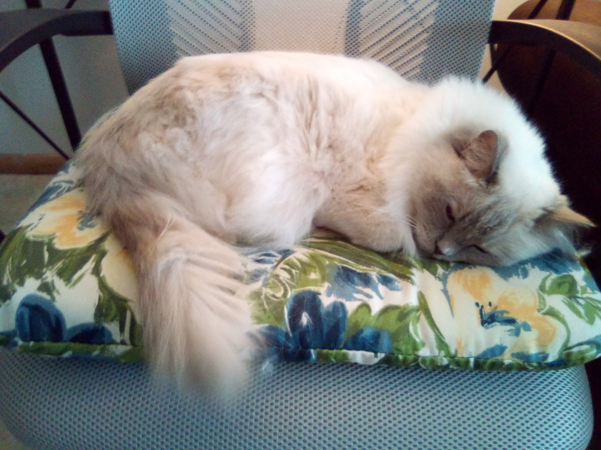Jingley5's tweet photo. Sleepy Sunday over here. #snoozysunday #favoritechair https://t.co/EZOyGz2tPV