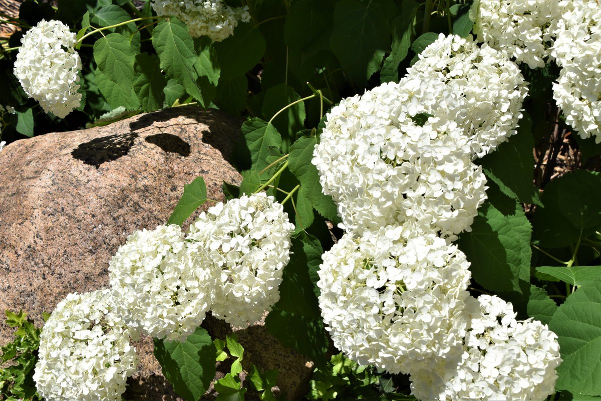 TravelMarilyn's tweet photo. The Sherwood-Davidson House in Newark., Ohio #flower garden.

#Ohio #garden #travel #traveltheworld #travelgram @explorelc #explorelc @lchshistory https://t.co/M8QCn1TQTY