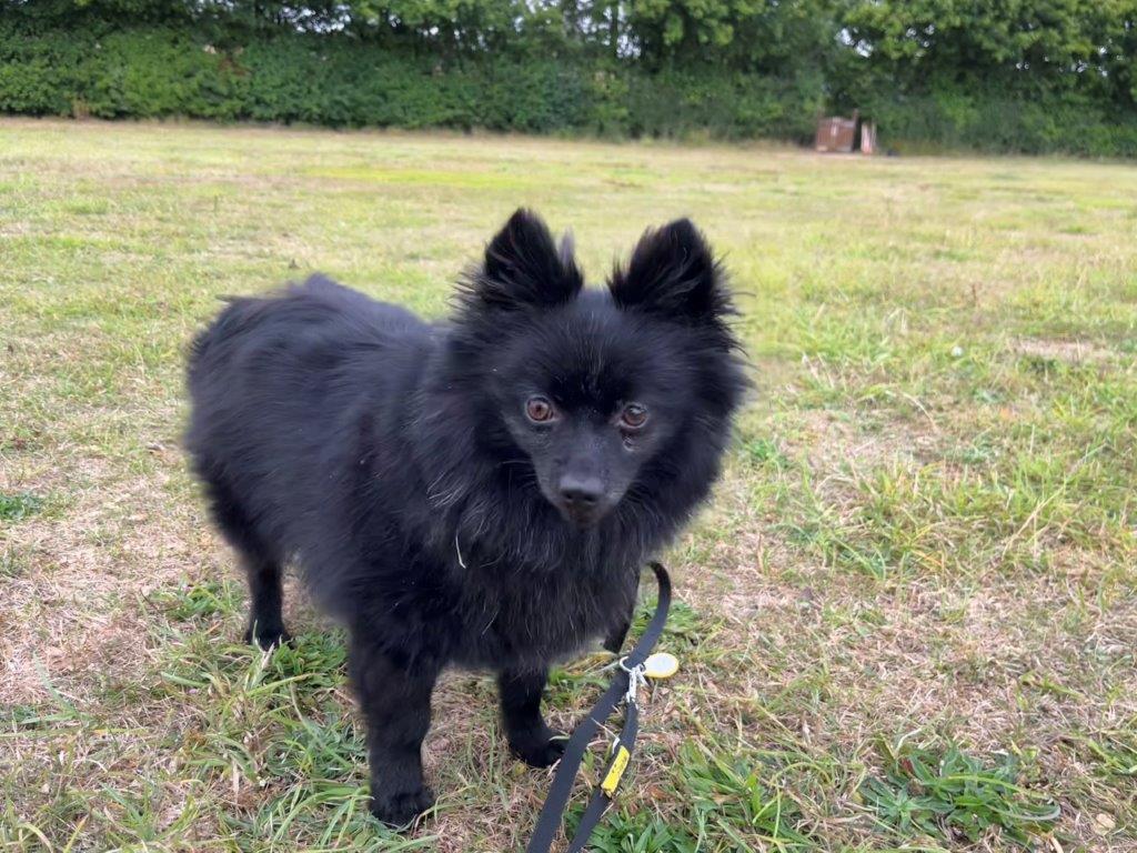 Please retweet to help Dot find a home #SALISBURY #WILTSHIRE #UK 

Timid Spitz Cross aged 3, looking for a female home as the only pet where she can build her confidence. 

DETAILS or APPLY👇
dogstrust.org.uk/rehoming/dogs/…
#dogs #DogsofTwittter  #Spitz #AdoptDontShop
