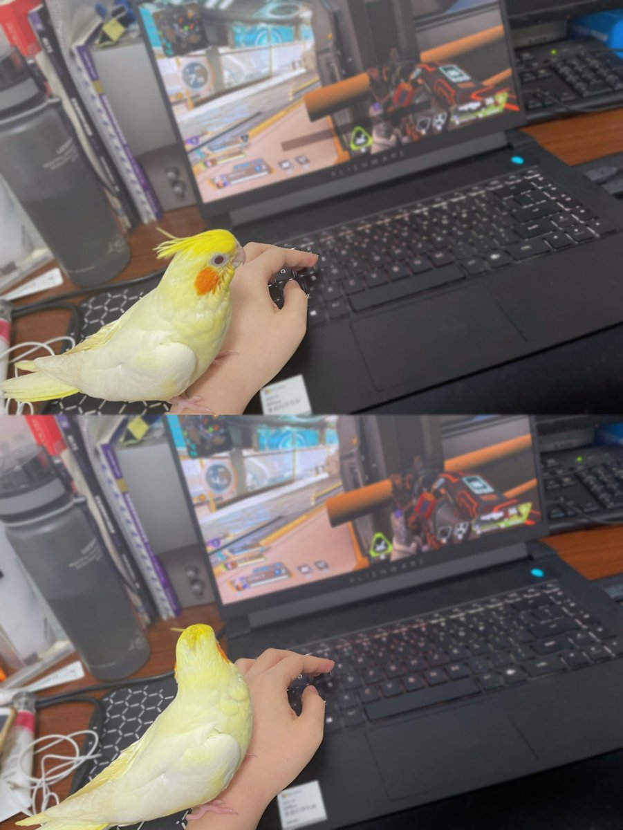 Aredlac's tweet photo. fluffy big baby already💛He now can fly to me but sometimes hit the wall https://t.co/aHKMscDzng