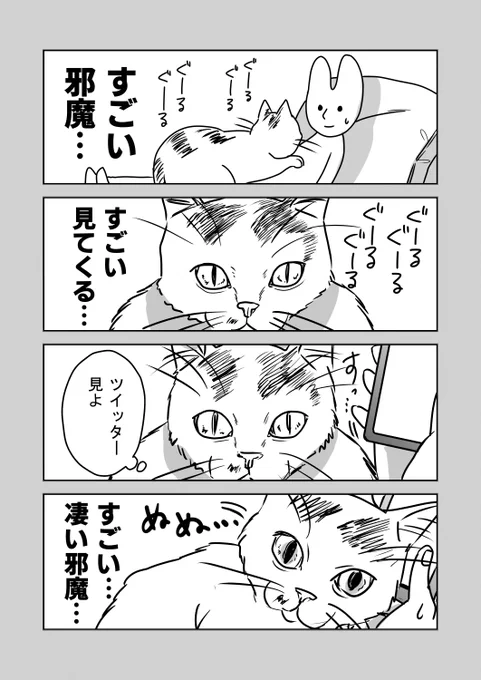 でかい猫との暮らし日記 