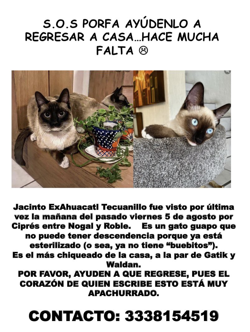 MaribelReyesV's tweet photo. PLEASE 🙏🏼!!!!
😿💔
(Col. Del Fresno, Guadalajara).
#Guadalajara #lost #cat #help #cats #CatsOfTwitter https://t.co/6GQvUTGdgq