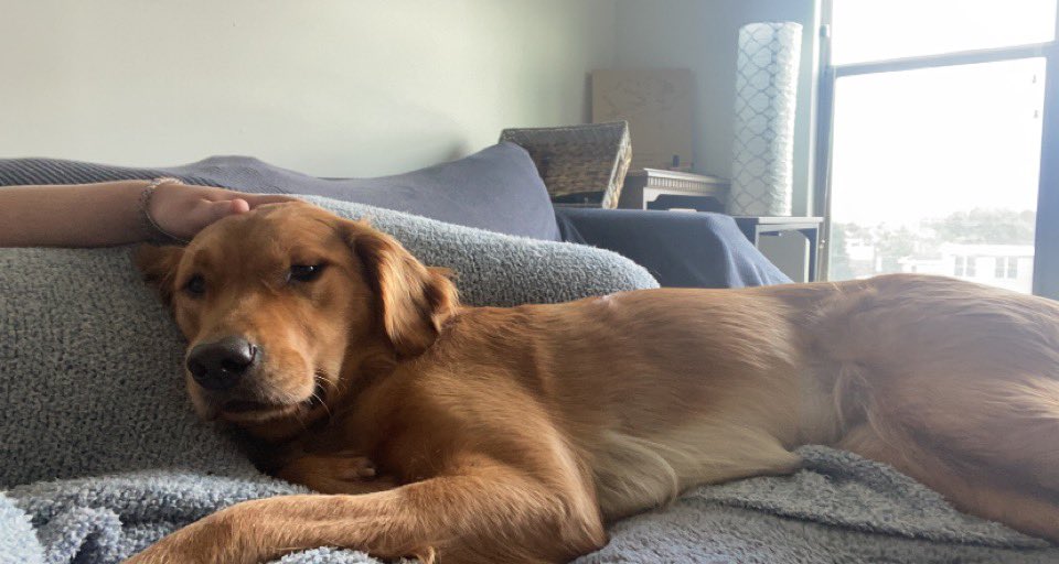 Grace Mitchell tweet media