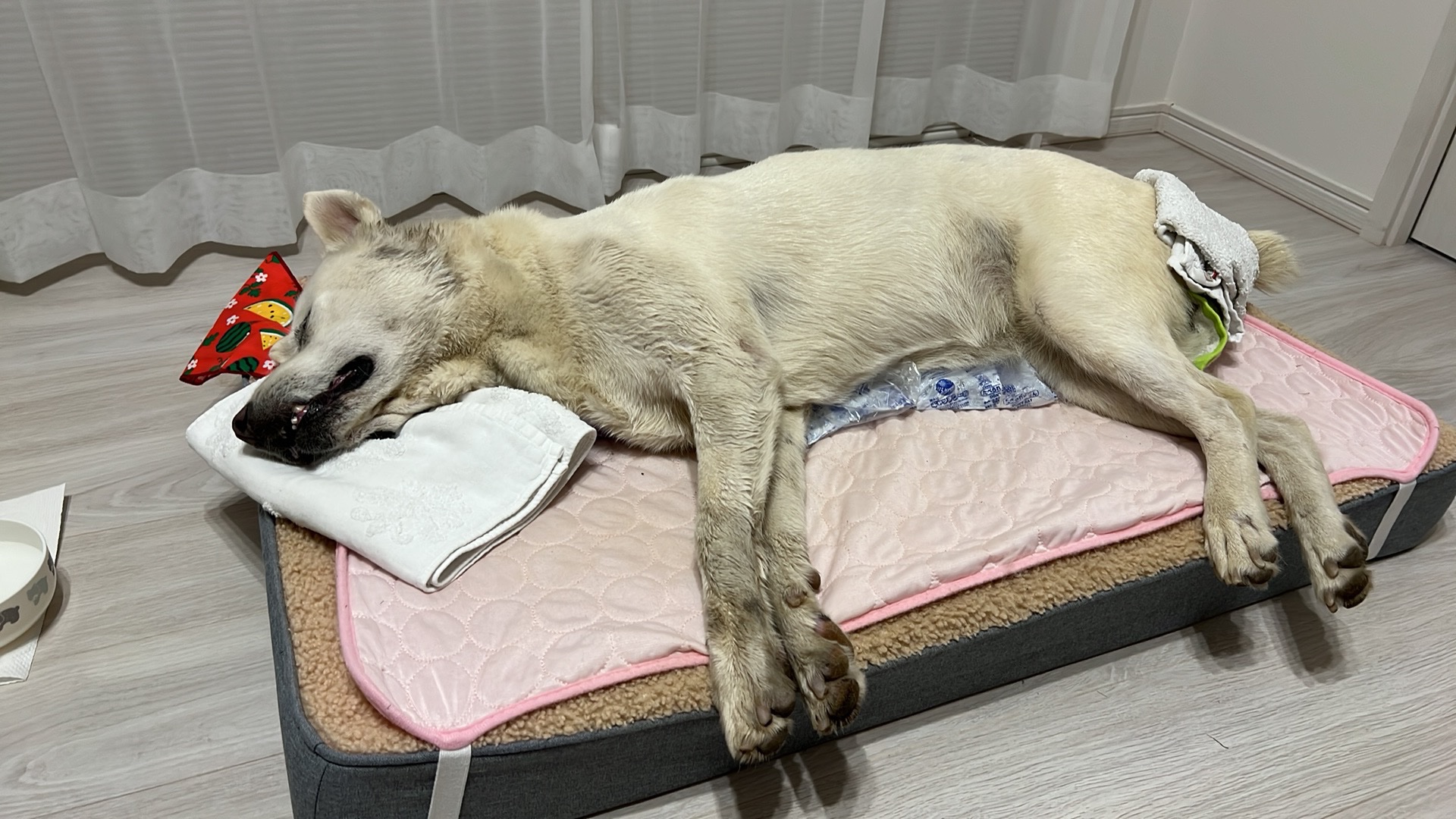 Can Tomato Sauce Kill A Dog