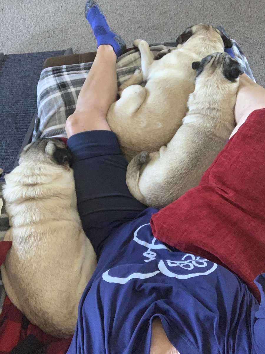 scheanit's tweet image. Pug  Love❤️💕 ♥️