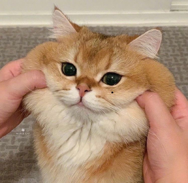 오늘은수징니날
귀여운우리고영이