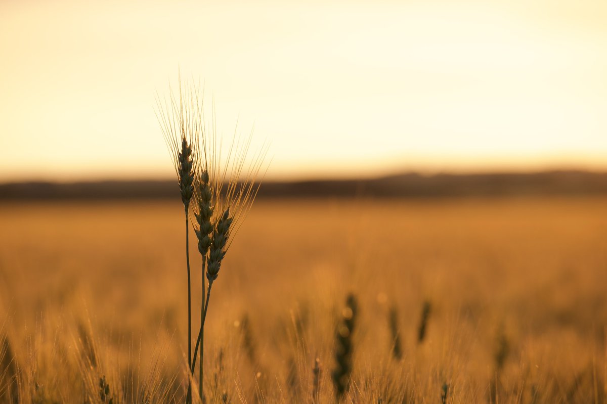 Late night scouting usually leads to some good photo opportunities in Northern Alberta! @AlbertaWheat <a href="/WheatGeerJJ/">John Guelly🌱🚜🇨🇦</a>