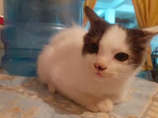apoyocanino's tweet photo. Estás preciosuras están en Propatria, Caracas, nos ayudan a difundir para encontrar para ellos un buen hogar? 
Son dos hermanitos rescatados y la verdad son un amor.... puedo llevar a cada uno a sus nuevas familias, deseamos para ellos una #segundaoportunidad
0412 599 64 52. https://t.co/mMijzRRZy3
