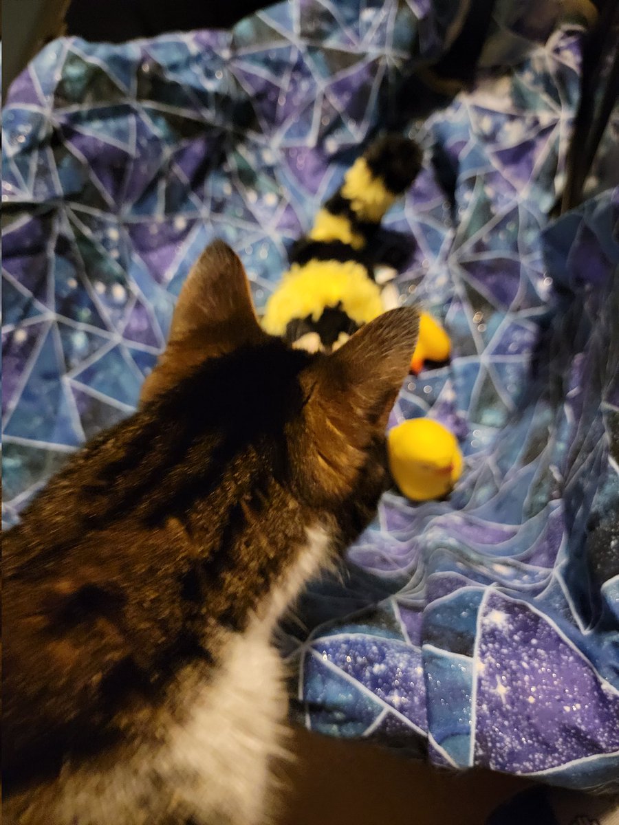 Fincansco's tweet photo. @GISH This is one I didn't get submitted because of well, technical issues (technical issue = curious cat). 
It was supposed to be GISH being the gravitational lens that brings in Kindness, Creativity and Love. But it turns out it also brings in cats. 
#GISH #GISHFail https://t.co/Afcj0lTewl