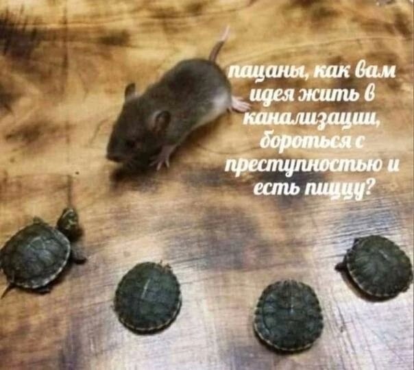 Черепашки ниндзя, начало