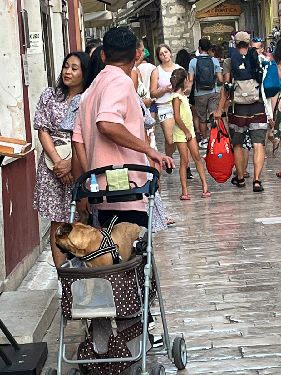 It's a pug in a pram! #Croatia #spoileddogs #pramdog