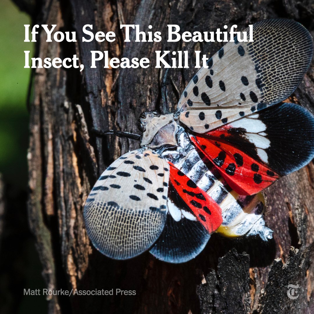 nytimes's tweet photo. Remember this bug? 

The spotted lanternfly, an invasive predator insect, is being sighted again in New York City and New Jersey, and the government wants us to kill it. https://t.co/qj7hiwcDGR https://t.co/lqMhj0tHdY