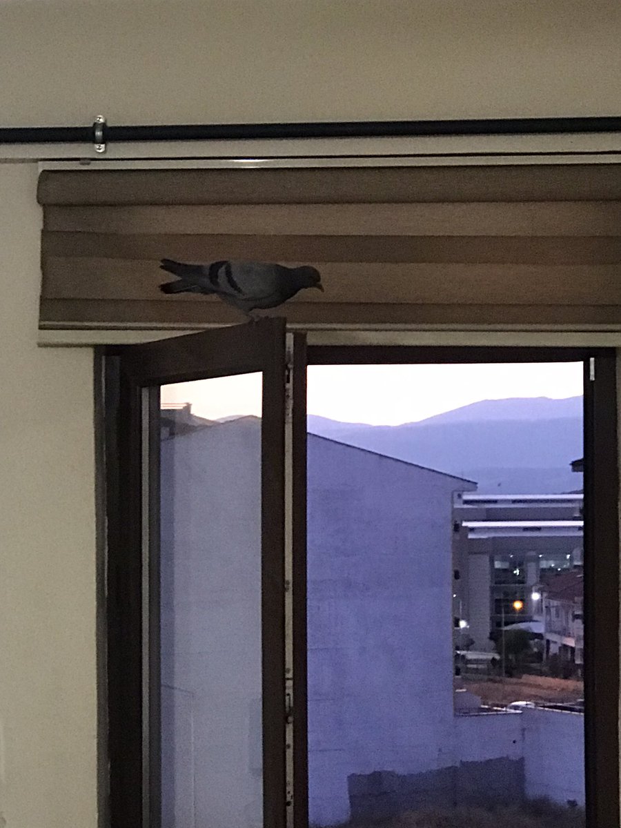 Eve kuş girdi önce odaları gezdi şimdi dışarıyı izliyo hahahjskdjdn