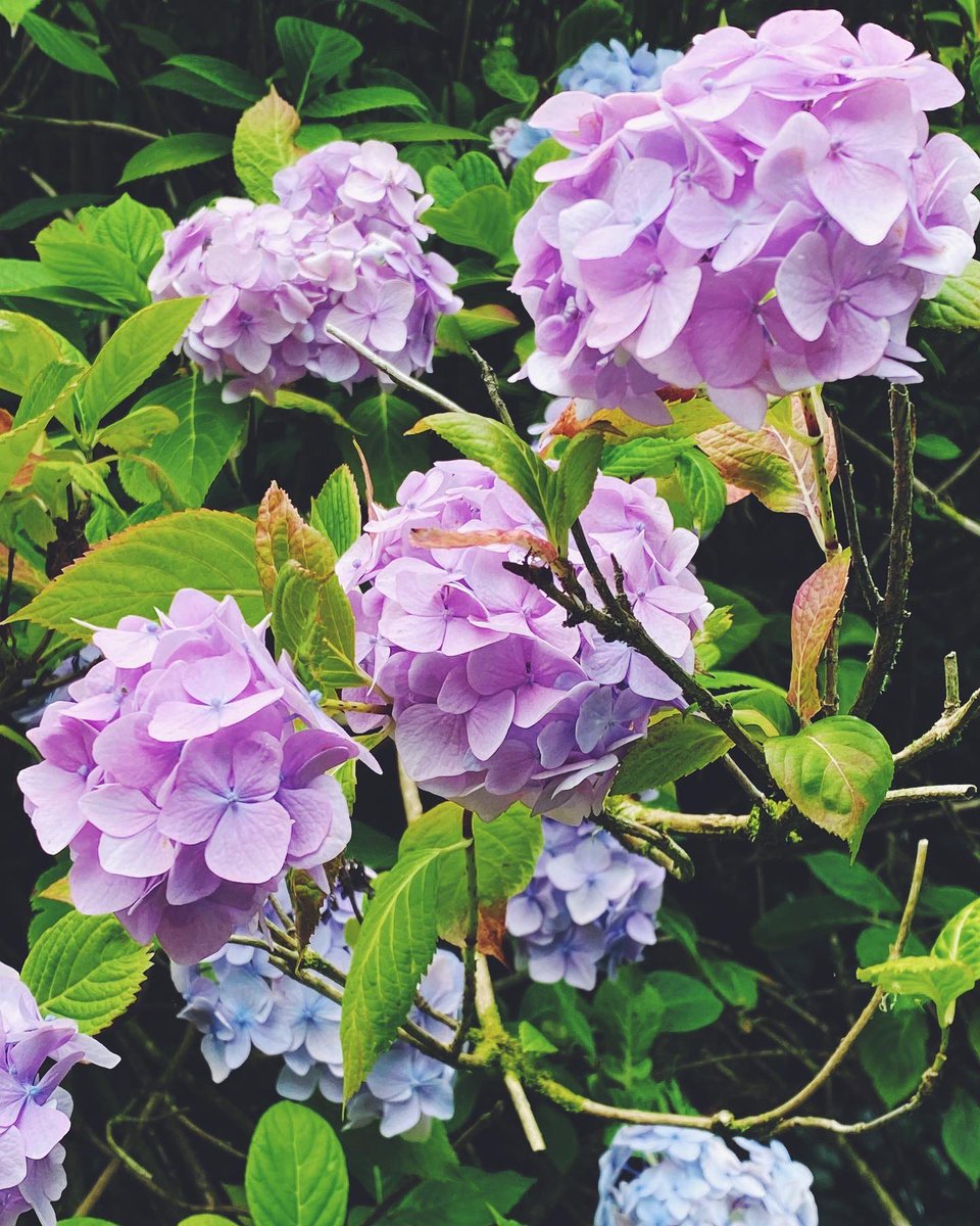 MayElevenMusic's tweet photo. 💐 https://t.co/jPjGV07TLM