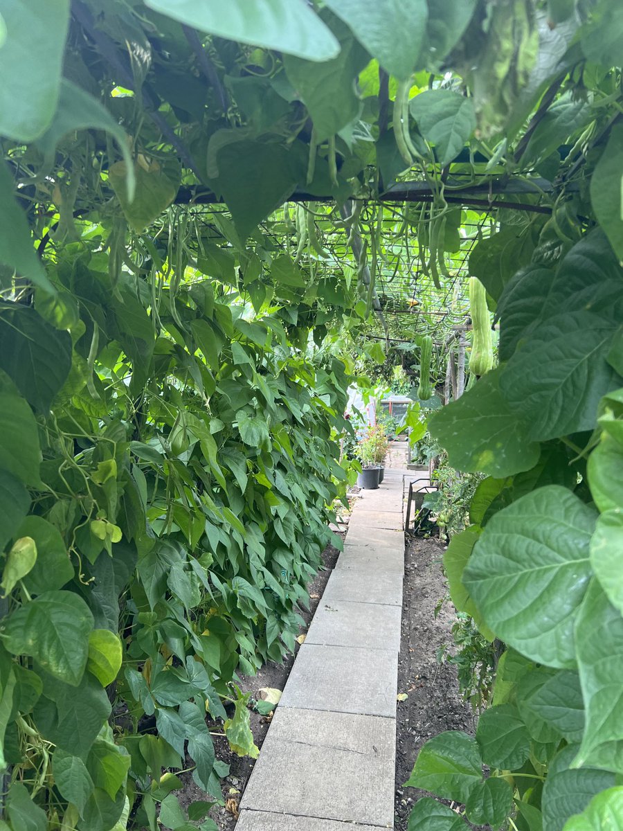 roccorossiTO's tweet photo. The tunnel of beans in my parents’ garden! #UrbanFarming #BackyardToTable https://t.co/HdU4ZpJram