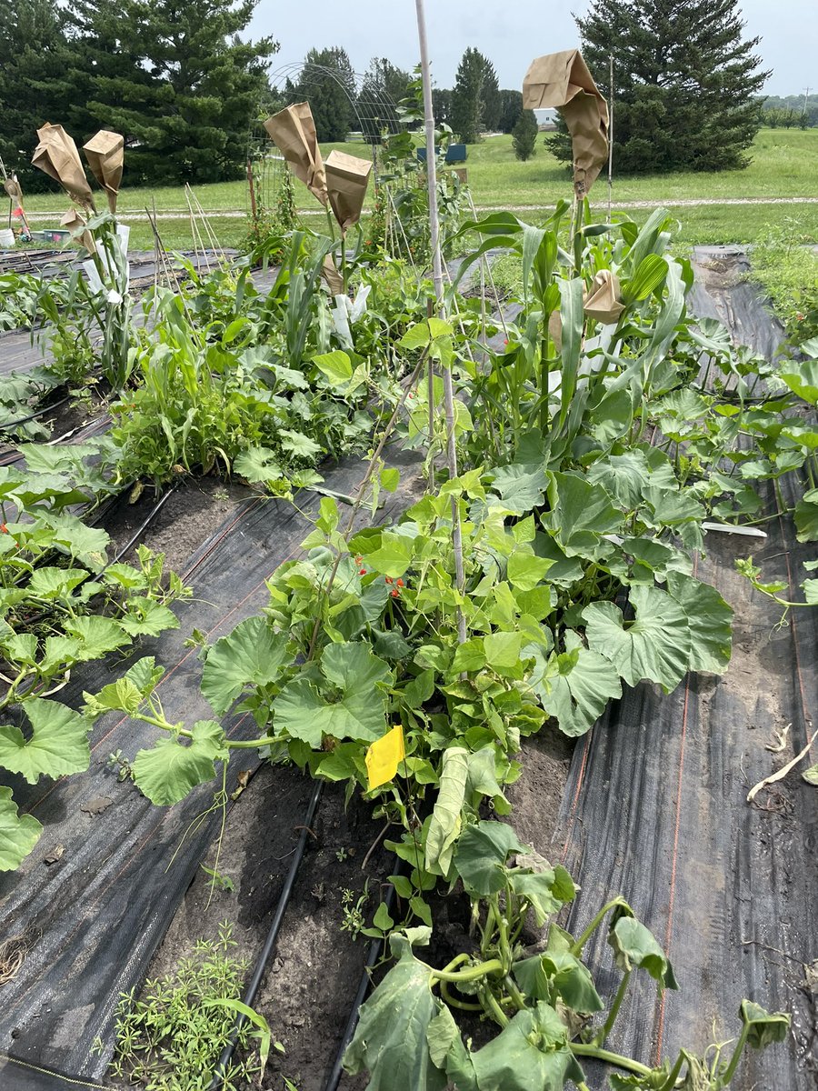 ThreeSistersISU's tweet photo. Had a great time discussing #Indigenous #foodsovereignty with an @ISUSusAg summer travel class. Love introducing young folks to the @GishHill @_valeriacanoc @ajayhort @Soil_Plant_IXNs @WLC_ISU #Sustainability @IowaStateU @dgk68479837 https://t.co/vcaUeG4x57
