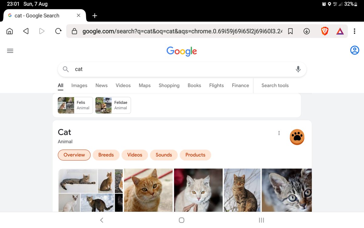 AlanSla90124663's tweet image. Google Cat. Tap on the paw. Now tap repeatedly anywhere on the screen. It's brilliant.