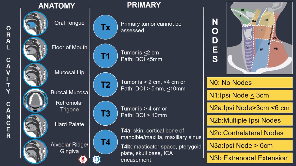 The oral cavity is anterior to the oropharynx &amp; contains a # subsites including the lip, hard palate, oral tongue, FOM, RMT, max/mand gingiva, &amp; buccal mucosa. 

Staging is initially based on📏 &amp;
depth of invasion (DOI) - which is seen at🔬 

Graphics @ learningheadandneck.com