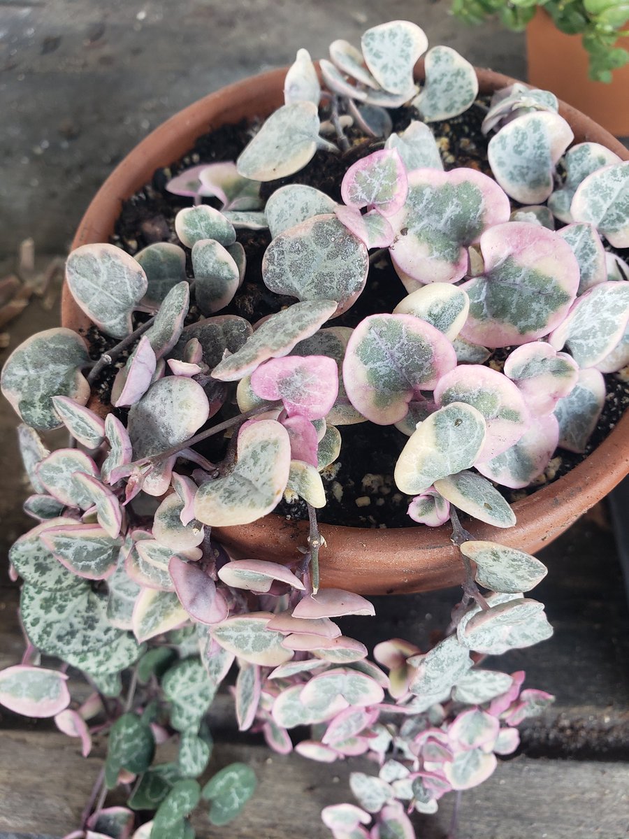 love_succs's tweet photo. This one.. 😍😍😍
#succulents #lovesuccs #houseplants #houseplant #planttwitter #plantlover #indoorgarden https://t.co/MsK25k2TkB