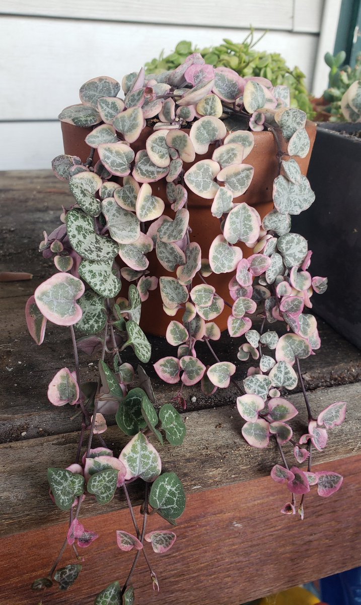love_succs's tweet photo. This one.. 😍😍😍
#succulents #lovesuccs #houseplants #houseplant #planttwitter #plantlover #indoorgarden https://t.co/MsK25k2TkB