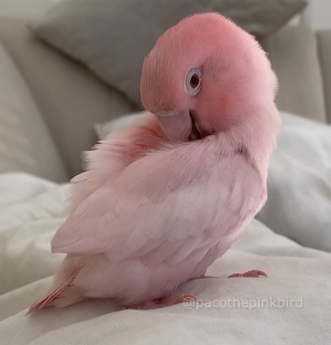 Rozana_65's tweet photo. Cotton candy 💗 https://t.co/pHbwLpOO1r