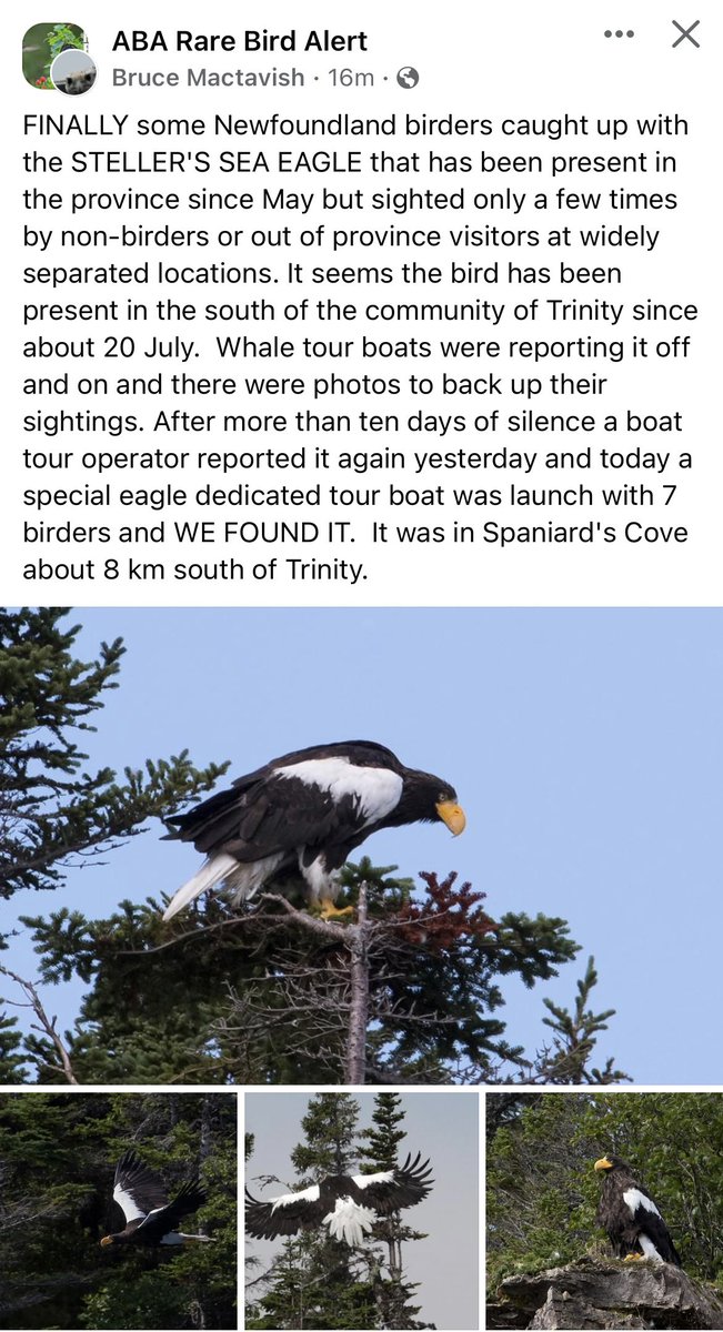 The #StellersSeaEagle has been continuing in Newfoundland!