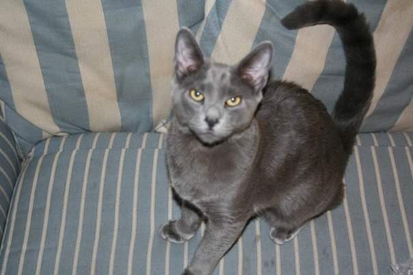 CrustalRheology's tweet photo. Today we lost our big grey kitty. He just crested his 16th birthday and was a sweetheart to the end. I’m having a hard time processing it. He’s been around all my adult life. I‘ll miss my buddy more than I can express. I dont believe in much, but I hope he’s back with his brother https://t.co/2MpbUAnU6m