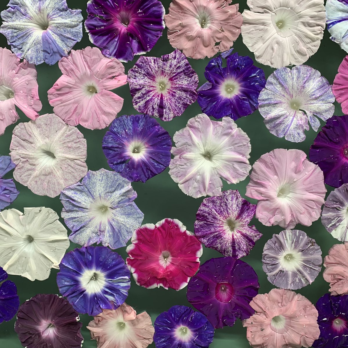 お早ようございます٩(*´꒳`*)۶ 🌸🌸🌸花の便り🌸🌸🌸 夏の暑い日差しの中で青や紫の花を咲かせる朝顔は、日本で最も発達した園芸植物であり、古典園芸植物のひとつです
