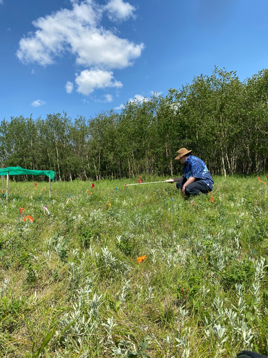 I-STEAM Pathways@UAlberta (@pathways_i) on Twitter photo Here Stella measures the photosynthetic radiation above and below vegetation levels, to determine rates at which sunlight is absorbed.A+ <a href="/pathways_i/">I-STEAM Pathways@UAlberta</a> internship experiences helping Stella gain a mechanistic understanding of plant community diversity with Dr Cahill <a href="/ualbertaScience/">UAlbertaScience</a> Here Stella measures the photosynthetic radiation above and below vegetation levels, to determine rates at which sunlight is absorbed.A+ <a href="/pathways_i/">I-STEAM Pathways@UAlberta</a> internship experiences helping Stella gain a mechanistic understanding of plant community diversity with Dr Cahill <a href="/ualbertaScience/">UAlbertaScience</a>