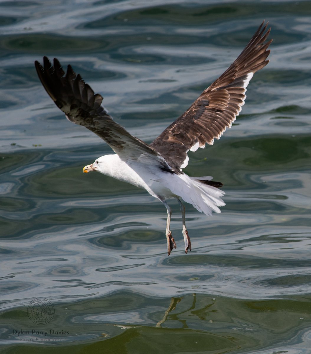 DPDNature's tweet photo. Managed to get this flight shot of the 3rd summer Cape Gull at Grafham showing wing moult and some of the broad white trailing edge to the secondaries. A brute of a bird, long legged and lanky. Amazing to get to see it up close. https://t.co/v5aea7XaeS