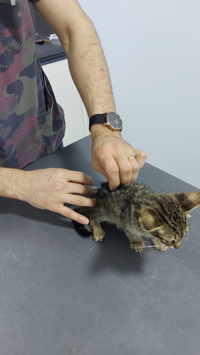 4 ıslak 1 kuru fip 1 oküler  çocuk tam tamına 6 fipli evlat yardımsız desteksız asla tedavı ettıremem  6 cocuk için 1 şişe ilaç 1,5 gun gıtmekte ,lutfen destek olurmusunuz ? Paylaşım beğeni olarakda destek verırsenız sevınırım