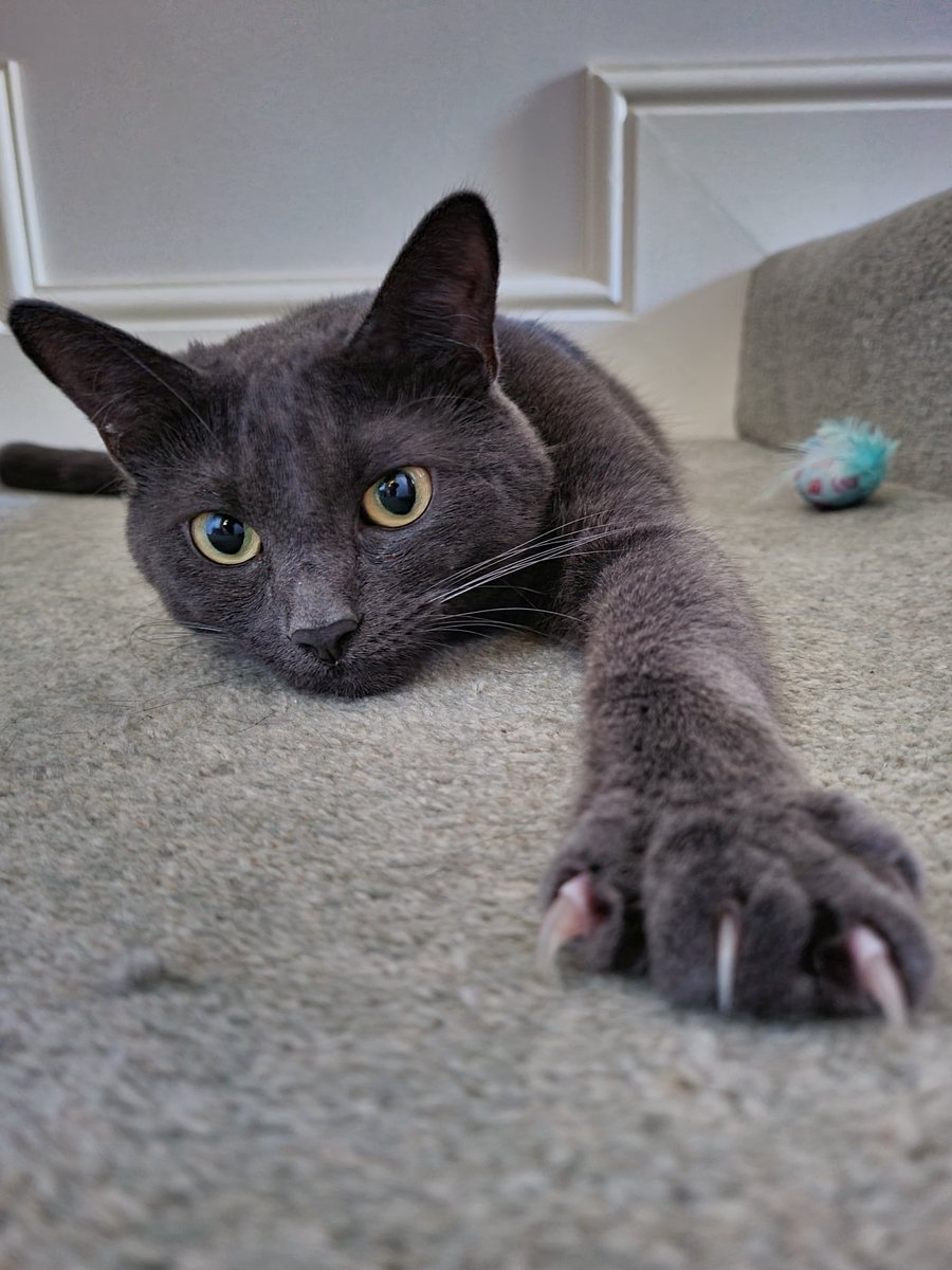 BexMarkwick's tweet photo. Smaug says hi
#Smaug #LOTRcats #CatsOfTwitter #CatsOfInfosec https://t.co/IMmtKqyToC