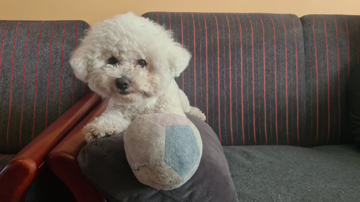 Pogotowie_IT's tweet photo. #Oddam #psa w dobre ręce...
Ja już nie mam na niego siły 🙄
- wymaga długich spacerów 🐕
- cały czas chce się bawić ⚽️
- śpi w łóżku 🛌
- obraża się 😤
- dużo je 🥣 i lubi przekąski 🦴
- uwielbia biegać po lesie 🌲🌳i po plaży 🌊
- lubi spacery w ⛈️☀️i ☃️
- lubi się kąpać 🛀 https://t.co/xFOZVgbS3k