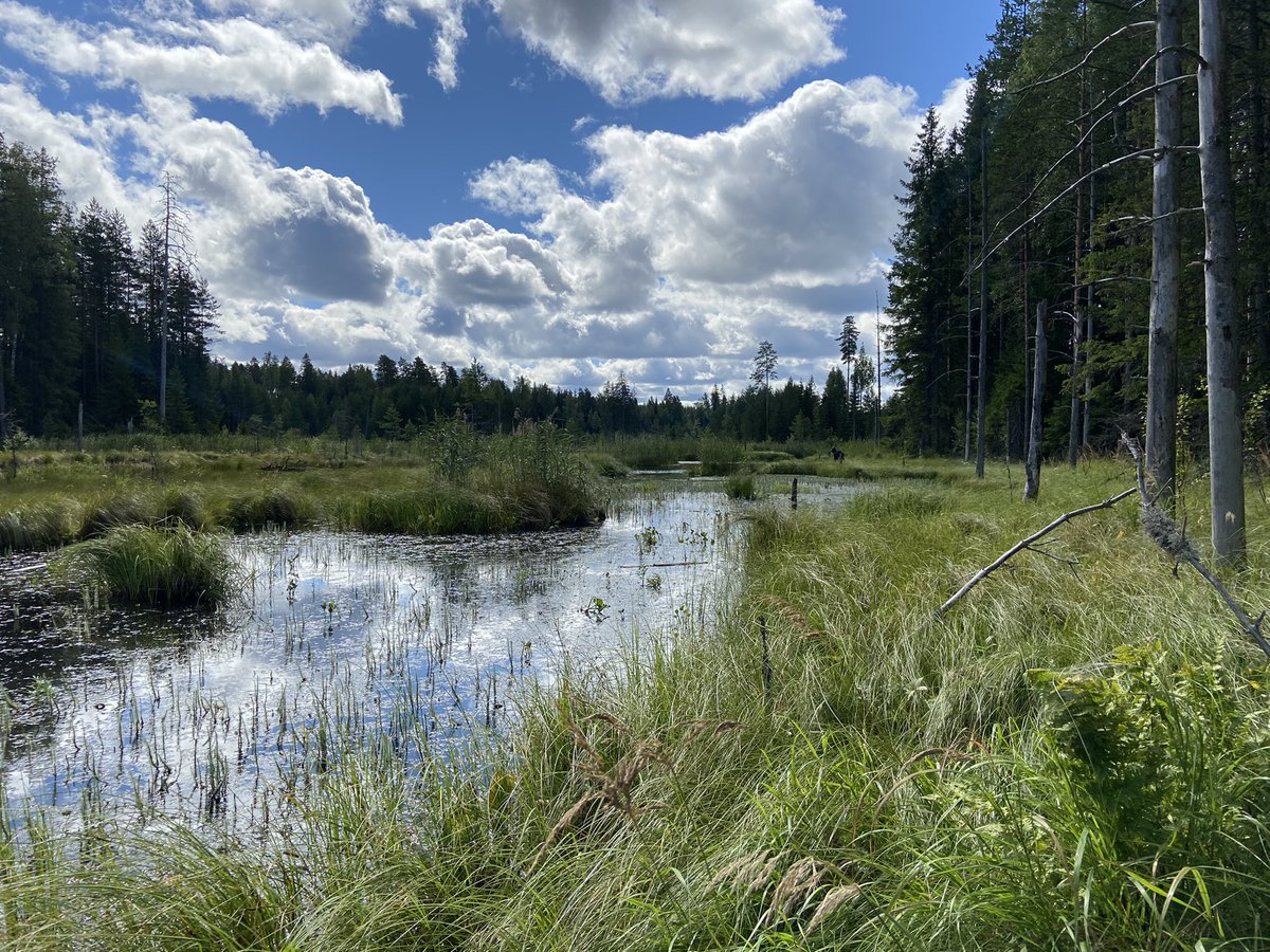 The thing that makes beaver wetlands biodiverse is the patchiness, some bits are really monotonous and other parts are an amazing mess. Disturbance (or lack of it) is key.