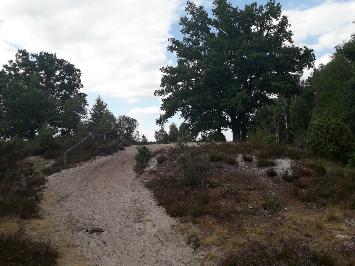 icelandfreundin's tweet photo. Lustig: heute bin ich von #Soderstorf nach #Döhle in der #LüneburgerHeide gewandert und gerade läuft #Wunderschön mit #JudithRakers beim @ndr mit dem Thema #lueneburgerheide https://t.co/2ubLzlc5nq