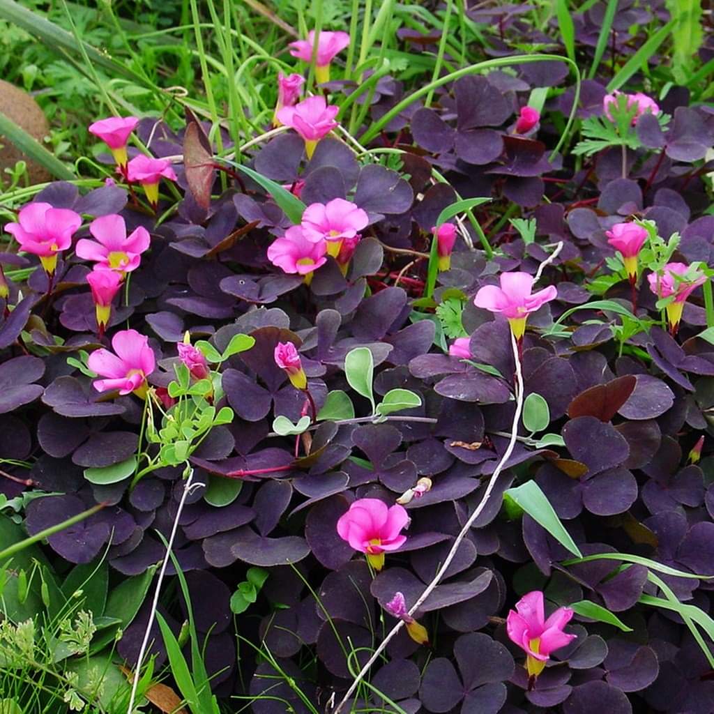 Оксалис purpurea Garnet