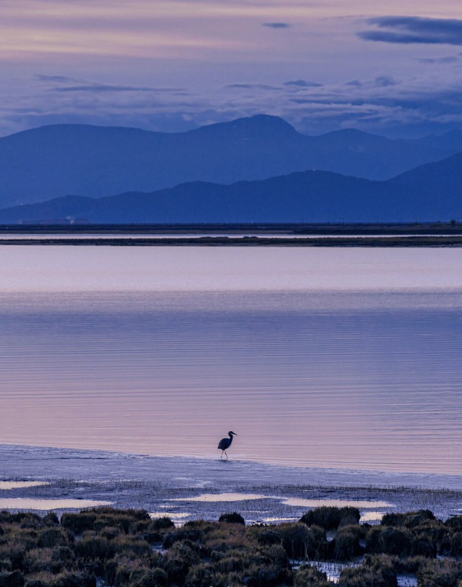 Michelle_7u's tweet photo. #Vancouver #Ordinary photography #Crane dune #FraserRiver  Just like ink painting https://t.co/FxNUacV8Xa