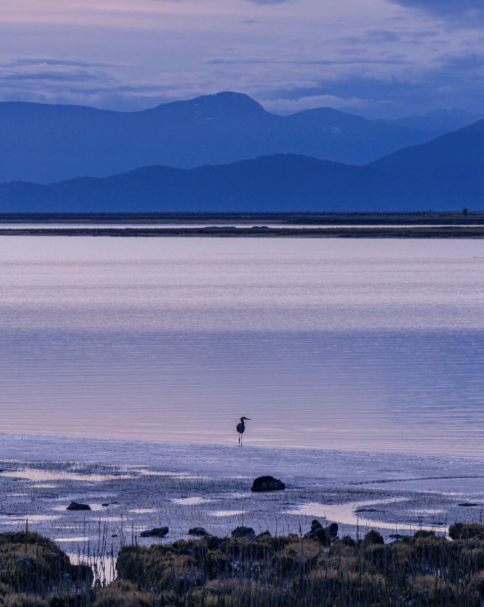 Michelle_7u's tweet photo. #Vancouver #Ordinary photography #Crane dune #FraserRiver  Just like ink painting https://t.co/FxNUacV8Xa