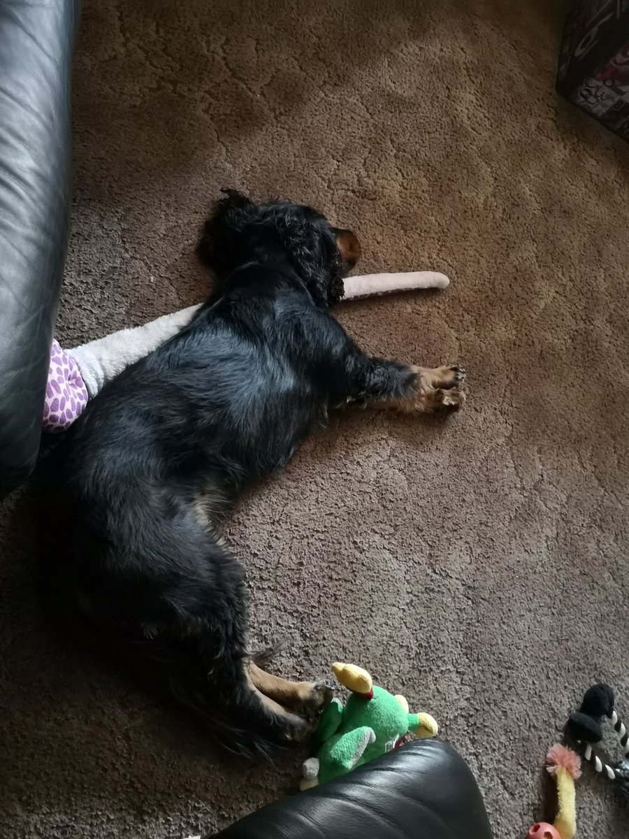 mojomarconi's tweet photo. Hi everypawdy.  I got a belly full of roasty chimken n I've been playing in my new paddly pool n playing in da garden.  #sleepyspaniel #dogsoftwitter #dogsarefamily https://t.co/J292G305gZ