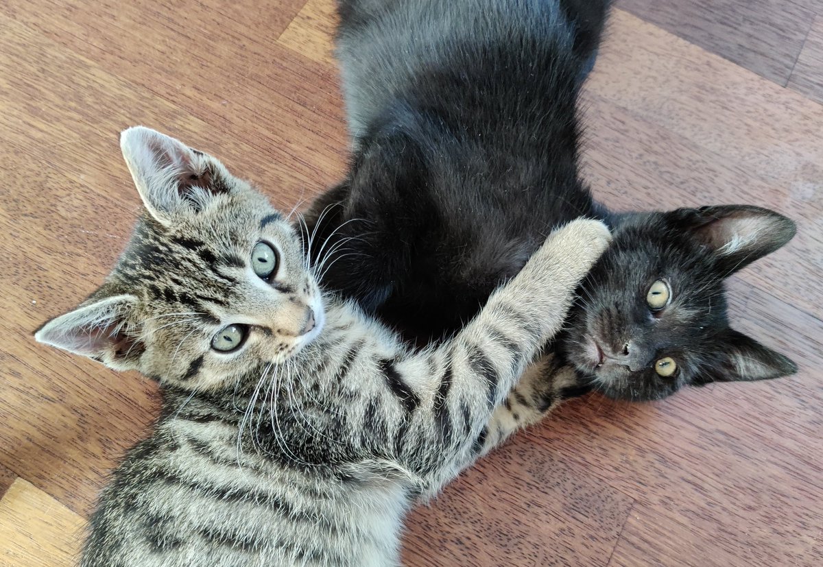 Just adopted these two cute brothers 🐈‍⬛🐈