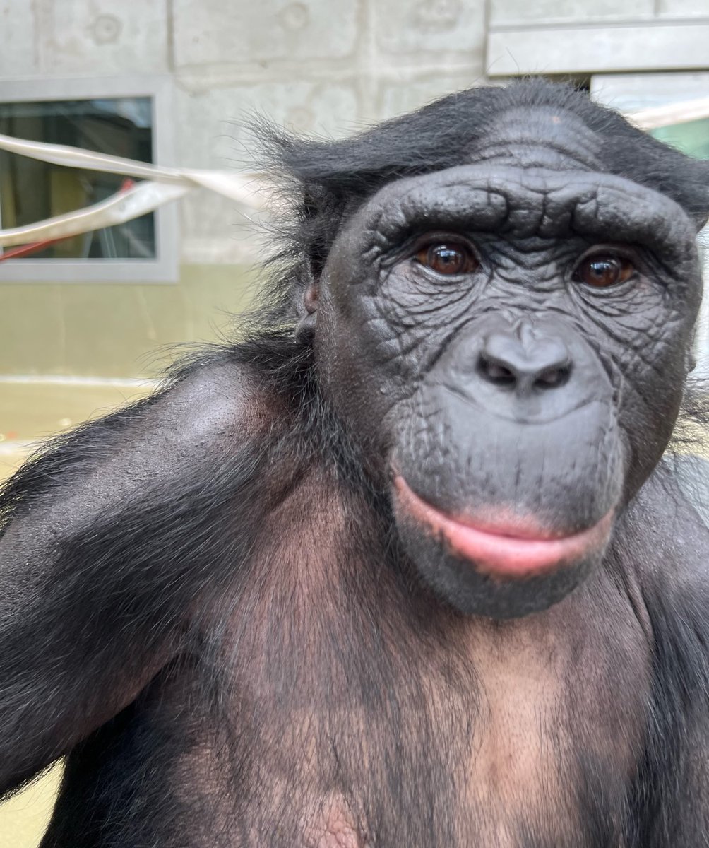 ApeInitiative's tweet photo. Sweetheart Sunday featuring Clara 💖🥰

#Bonobo #GreatApe #Endangered https://t.co/8f4JeLBKtj