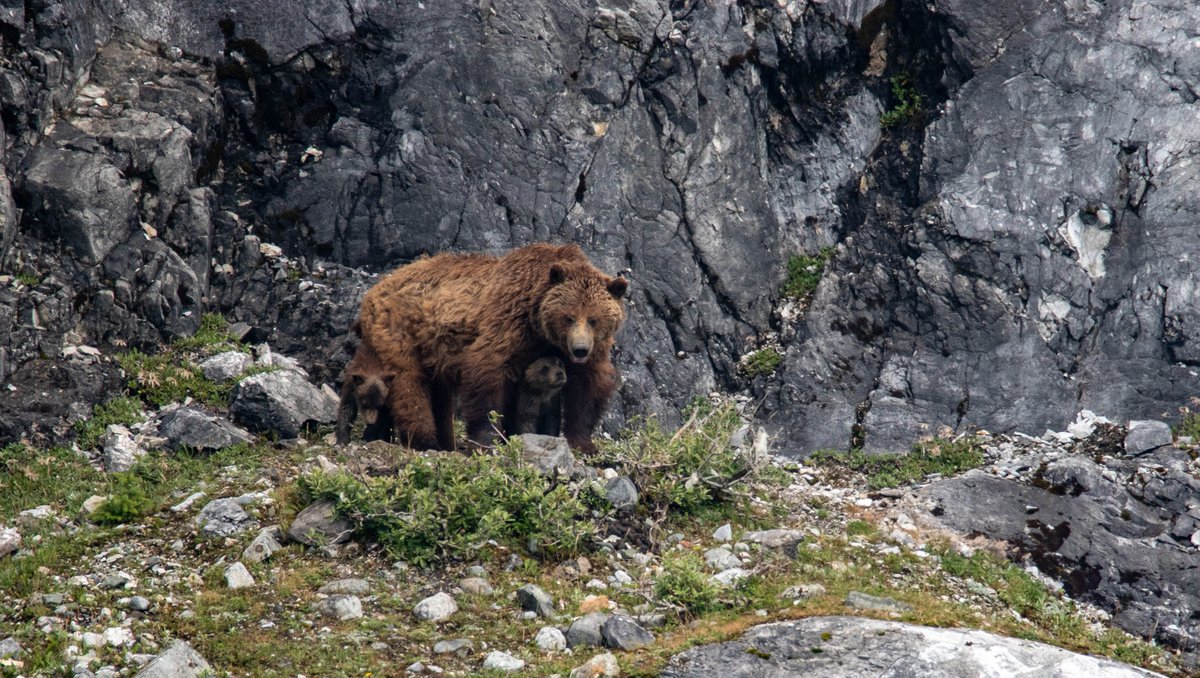 UnCruise's tweet photo. A mama and her two cubs! Spotted on the Safari Endeavour 🐻 #UnCruise #BreakUpWithBoring #TravelAlaska #TheLastFrontier #AlaskaLife https://t.co/vvjo4xhry6