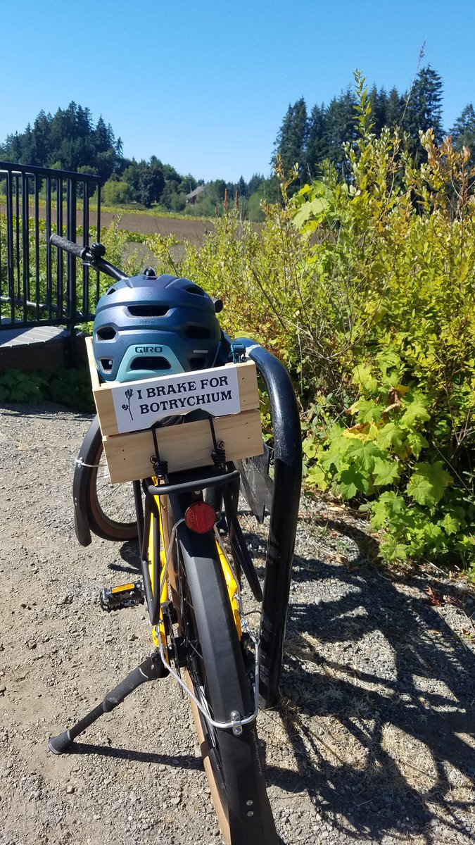 FervorforFerns's tweet photo. Thanks to the swag made by @softcorebotany, many people on the trail were asking me about #Botrychium. Aspen (my bike) has some other great swag for #BansOffOurBodies made my a university classmate (instagram: @hafuceramics) https://t.co/kqdGoq01qk